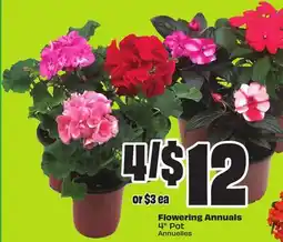 Chalo FreshCo Flowering Annuals 4 Pot offer