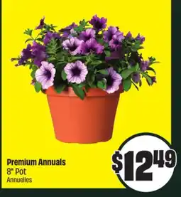 FreshCo Premium Annuals 8 Pot offer