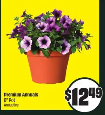 FreshCo Premium Annuals 8 Pot offer