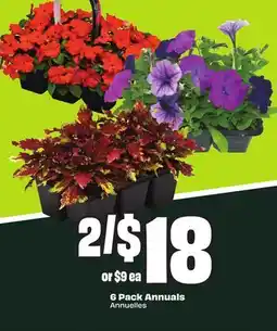 FreshCo 6 Pack Annuals offer