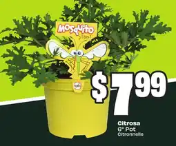 FreshCo Citrosa 6 Pot offer