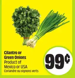 FreshCo Cilantro or Green Onions Product of Mexico or USA offer