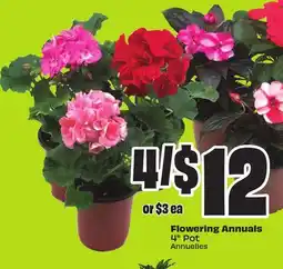 FreshCo Flowering Annuals 4 Pot offer