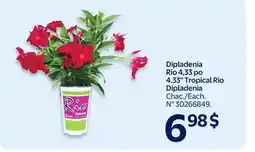 Walmart 4.33 Tropical Ric Dipladenia offer