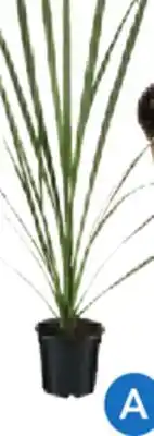 RONA Dracaena, en pot de 3,5 Dracaena, in 3.5 pot offer