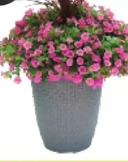 RONA 14 DELUXE ASSORTED ANNUALS - Patio Planter offer