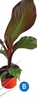 RONA Tropical passion, in 6 pot offer