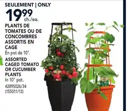 RONA ASSORTED CAGED TOMATO OR CUCUMBER PLANTS offer