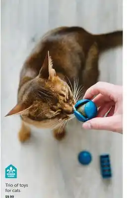 Mondou Trio of toys for cats offer