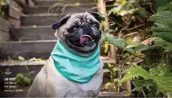 Mondou GF PET Ice band for dogs offer