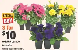 Home Depot 6-PACK Jumbo Annuals offer