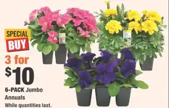 Home Depot 6-PACK Jumbo Annuals offer