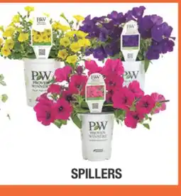 Home Depot PROVEN WINNERS Assorted Annuats and Accents SPILLERS offer