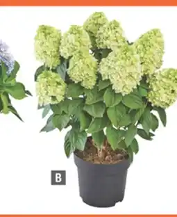 Home Depot Farm Selects by Sheridan Leaside Hydrangea offer