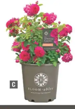 Home Depot Laguna Climbing offer