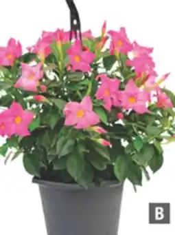 Home Depot RIO Hanging Basket offer