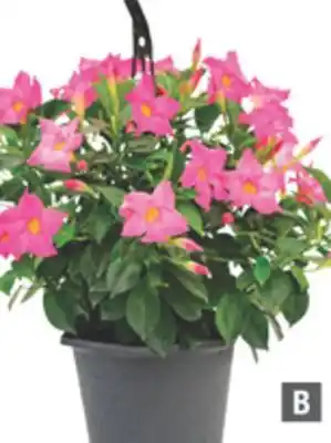 Home Depot RIO Hanging Basket offer