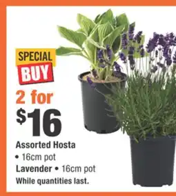 Home Depot Assorted Hosta offer