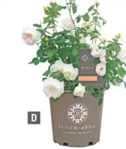 Home Depot Bolero Fragrant offer