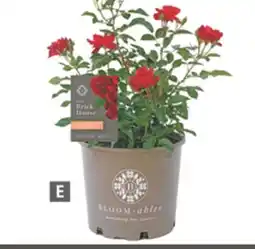 Home Depot Brick House Landscape offer