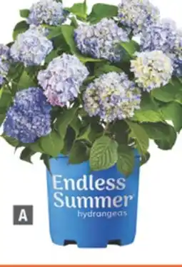 Home Depot Endless Summer Hydrangea The Original offer