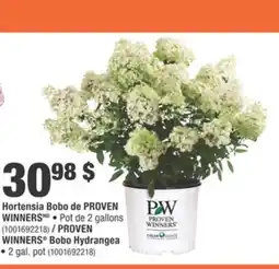 Home Depot PROVEN WINNERS Bobo Hydrangea offer