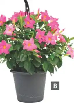 Home Depot B RIO Hanging Basket offer