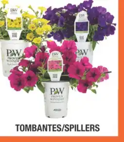 Home Depot PROVEN WINNERS Spillers Assorted Annuals and Accents offer