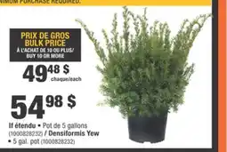 Home Depot Densiformis Yew offer