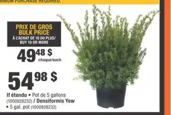 Home Depot Densiformis Yew offer