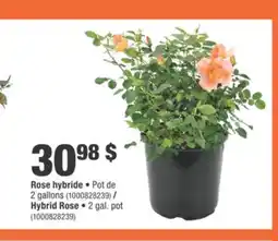 Home Depot Hybrid Rose offer