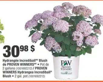 Home Depot PROVEN WINNERS Hydrangea Incrediball Blush offer