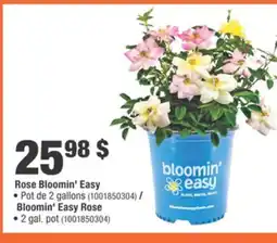 Home Depot Bloomin' Easy Rose offer