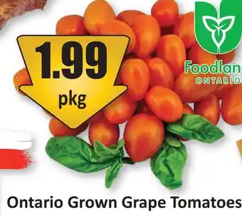 Starsky Ontario Grown Grape Tomatoes offer
