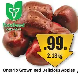 Starsky Red Delicious Apples offer