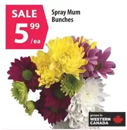 Co-op Spray Mum Bunches offer