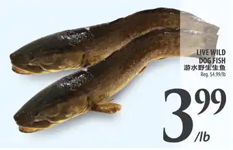 Al Premium Food Mart Live wild dog fish offer