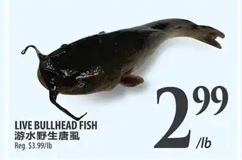 Al Premium Food Mart Live bullhead fish offer