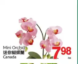 T&T Supermarket MINI ORCHID offer