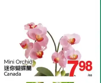 T&T Supermarket MINI ORCHID offer