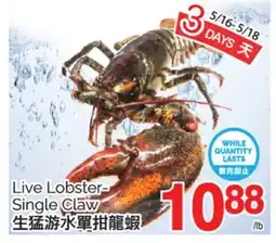 T&T Supermarket LIVE LOBSTER SINGLE CLAW offer