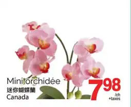 T&T Supermarket MINI ORCHIDÉE offer