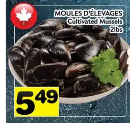 Supermarché PA MOULES D'ÉLEVAGES | CULTIVATED MUSSELS offer