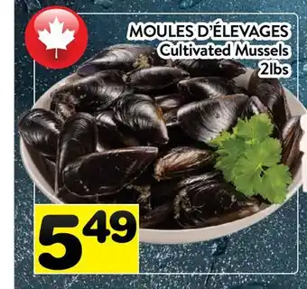 Supermarché PA MOULES D'ÉLEVAGES | CULTIVATED MUSSELS offer