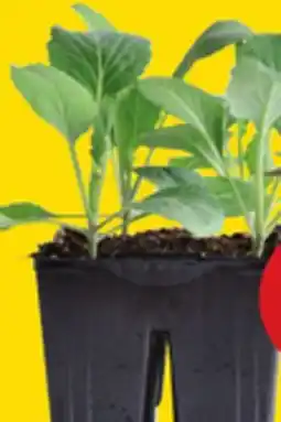 Giant Tiger 4 vegetable plants offer