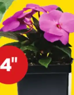 Giant Tiger 4 annuals offer