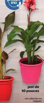Metro PLANTE CANNA POT COLORÉ | CANNA PLANT offer