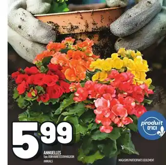 Metro ANNUELLES | ANNUALS offer