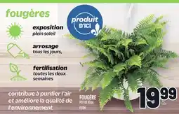 Metro FOUGÈRE | FERN offer