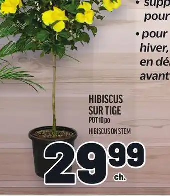 Metro HIBISCUS SUR TIGE offer